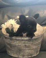 Tiny, tiny, tiny shadow (LH), a male Chihuahua for sale in Hendrix, OK – 2 of 10