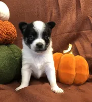 Tiny Gabe, a male Chihuahua for sale in Hendrix, OK – 5 of 10