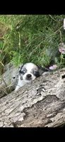 Tiny tiny blue eyes, a male Chihuahua for sale in Hendrix, OK – 8 of 9