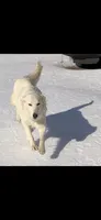 Snow, a female Great Pyrenees for sale in Hendrix, OK – 2 of 3
