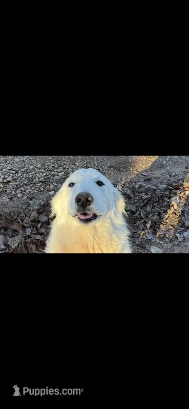 Snow – Great Pyrenees puppy for sale in Hendrix, OK