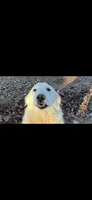 Snow, a female Great Pyrenees for sale in Hendrix, OK – 1 of 3