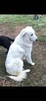 Snow, a female Great Pyrenees for sale in Hendrix, OK – 3 of 3