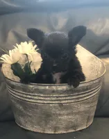 Tiny, tiny, tiny shadow (LH), a male Chihuahua for sale in Hendrix, OK – 4 of 10