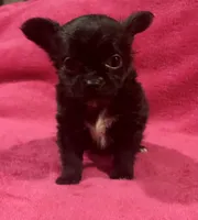 Tiny tiny snow LH, a male Chihuahua for sale in Hendrix, OK – 3 of 3
