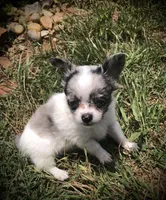 Tiny tiny tiny LH, a male Chihuahua for sale in Hendrix, OK – 2 of 2