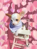 Rare golden merle!, a male Chihuahua for sale in Hendrix, OK – Photo 5 of 6