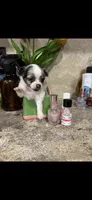 Tiny, tiny, tiny LH, a male Chihuahua for sale in Hendrix, OK – 7 of 7