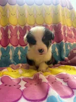 Gabe, a male Pembroke Welsh Corgi for sale in Hendrix, OK – 3 of 4