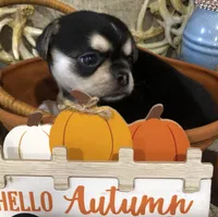 Reba, a female Chihuahua and Pekingese for sale in Hendrix, OK – 2 of 3