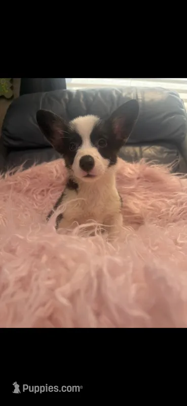 Tiny Tess – Pembroke Welsh Corgi puppy for sale in Hendrix, OK