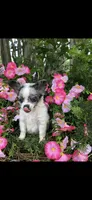 Tiny tiny blue eyes, a male Chihuahua for sale in Hendrix, OK – 5 of 9