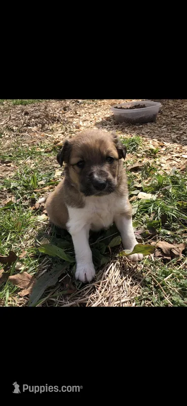 Charlie, a male Australian Shepherd and Great Pyrenees for sale in Denison, TX – Photo 1 of 3