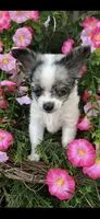 Tiny tiny blue eyes, a male Chihuahua for sale in Hendrix, OK – 7 of 8