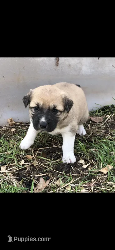 Iris, a female Australian Shepherd and Great Pyrenees for sale in Denison, TX – Photo 1 of 3