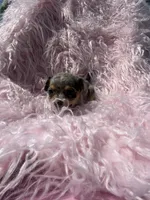 Oliva, a female Chihuahua for sale in Hendrix, OK – 1 of 5