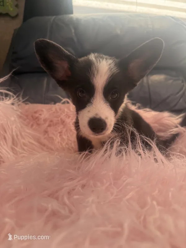 George – Pembroke Welsh Corgi puppy for sale in Hendrix, OK