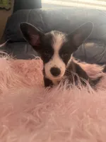 George, a male Pembroke Welsh Corgi for sale in Hendrix, OK – 1 of 5