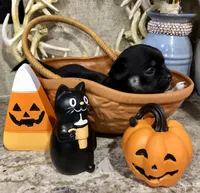 Shadow, a female Chihuahua and Pekingese for sale in Hendrix, OK – 2 of 4