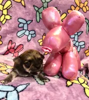 Charlie (long haired), a male Chihuahua for sale in Denison, TX – 1 of 5