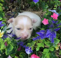 Jake, a male Chihuahua for sale in Hendrix, OK – 4 of 8