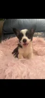 Tiny Morgan, a female Pembroke Welsh Corgi for sale in Hendrix, OK – 5 of 8