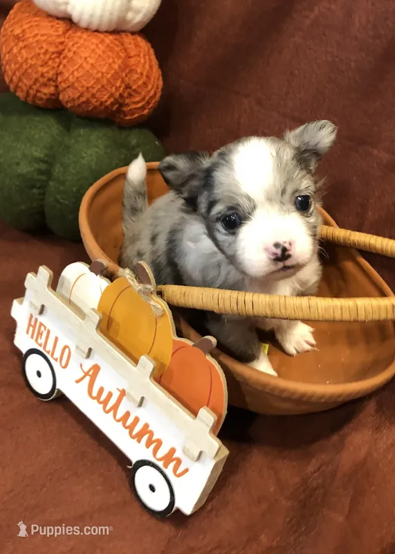 Tiny (LH) Iris – Chihuahua puppy for sale in Hendrix, OK