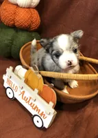 Tiny (LH) Iris, a female Chihuahua for sale in Hendrix, OK – 1 of 10