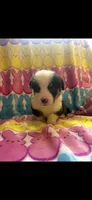 Vinny, a male Pembroke Welsh Corgi for sale in Denison, TX – 4 of 4