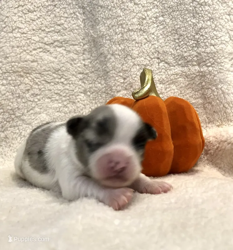 Super tiny blue Merle Prince – Chihuahua puppy for sale in Hendrix, OK