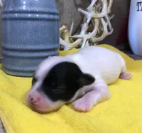 Jed, a male Chihuahua for sale in Denison, TX – 2 of 5