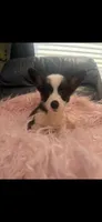 Tiny Tess, a female Pembroke Welsh Corgi for sale in Hendrix, OK – 7 of 8