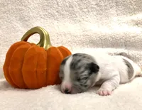 Super Tiny Lucas , a male Chihuahua for sale in Hendrix, OK – 2 of 2