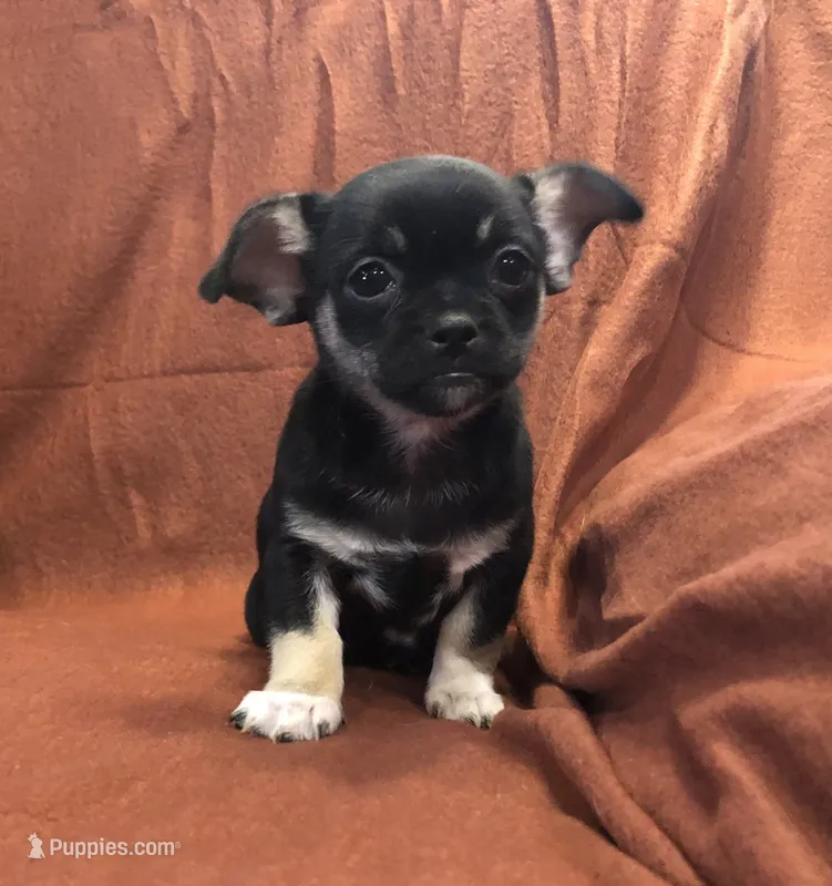 Unique lil shadow – Chihuahua, Pekingese puppy for sale in Hendrix, OK