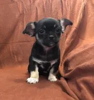 Unique lil shadow, a female Chihuahua and Pekingese for sale in Hendrix, OK – 1 of 9