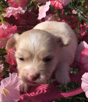 Jake (longhair), a male Chihuahua for sale in Hendrix, OK – 2 of 8