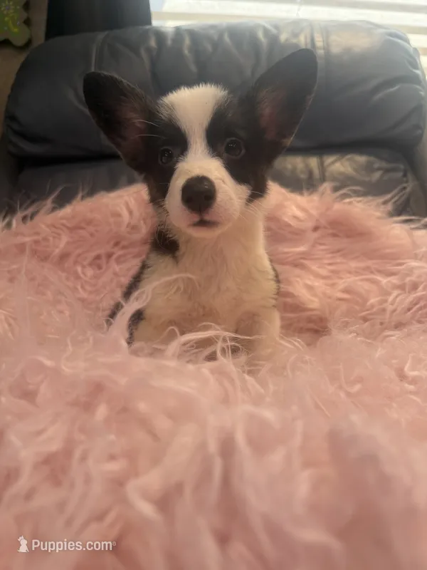 Tiny Morgan – Pembroke Welsh Corgi puppy for sale in Hendrix, OK