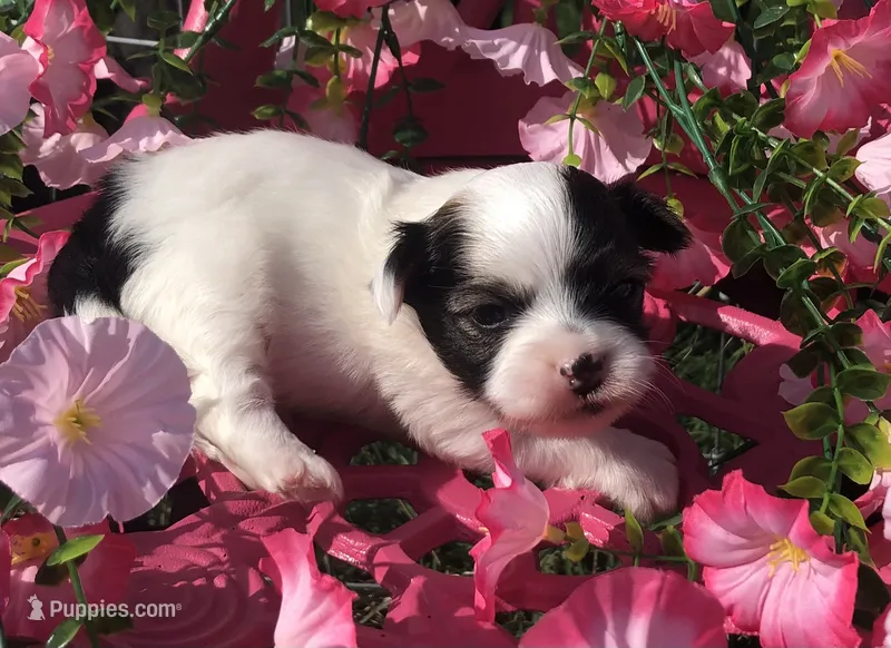 Jed (longhair) – Chihuahua puppy for sale in Hendrix, OK