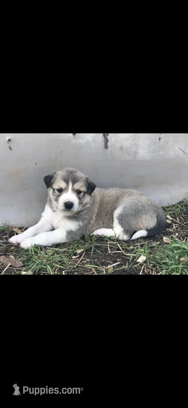 Alaska, a female Australian Shepherd and Great Pyrenees for sale in Denison, TX – Photo 1 of 2
