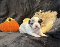 Prince (blue Merle), a male Chihuahua for sale in Hendrix, OK – 2 of 7
