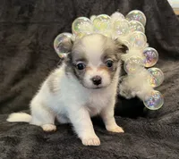 Princess (blue Merle) (LH), a female Chihuahua for sale in Hendrix, OK – 3 of 8