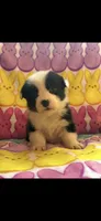 Allie, a female Pembroke Welsh Corgi for sale in Denison, TX – 2 of 3
