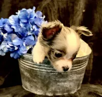 Princess (blue Merle) (LH), a female Chihuahua for sale in Hendrix, OK – 5 of 8