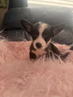 George, a male Pembroke Welsh Corgi for sale in Hendrix, OK – 2 of 5