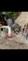 Tiny tiny tiny LH merle, a male Chihuahua for sale in Hendrix, OK – 2 of 7