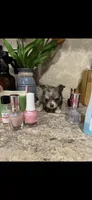 Tiny tiny tiny LH merle, a male Chihuahua for sale in Hendrix, OK – 7 of 7