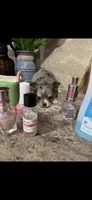 Tiny tiny tiny LH merle, a male Chihuahua for sale in Hendrix, OK – 4 of 7