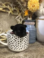 Shadow, a female Chihuahua and Pekingese for sale in Hendrix, OK – 3 of 6