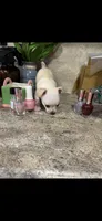 Tiny white prince, a male Chihuahua for sale in Hendrix, OK – 7 of 7