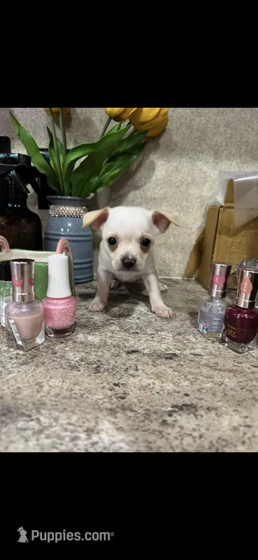 Tiny white prince, a male Chihuahua for sale in Hendrix, OK – 1 of 7